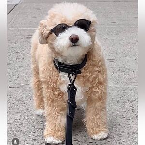 NEW Wild One leash and collar black set size small